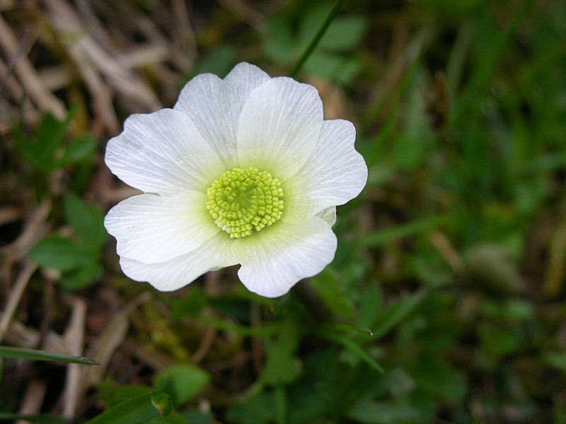 Callianthemum coriandrifolium / Ranuncolo a fg. di Coriandro